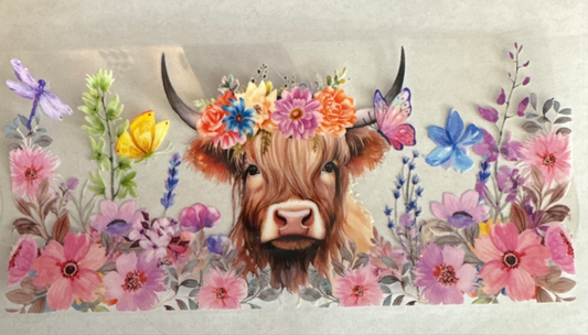 A137-highlandcow